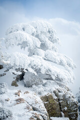 Snow Covered Atlas Cedar trees in Chelia National Park Algeria