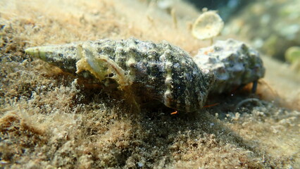 Common cerith or European cerith (Thericium vulgatum) shell with a hermit crab undersea, Ligurian Sea, Italy, Imperia