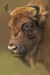 Extreme close-up side profile portrait of young European Bison head with brown fur horns