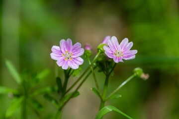 Fototapeta premium Pink purslane (claytonia sibirica) flowers in bloom