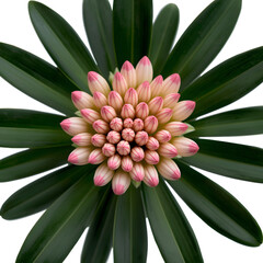 Obraz premium Pink cactus flower in bloom isolated macro on black background