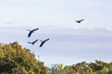 Naklejka premium Flying Red-and-green macaw (Ara chloropterus), known as green-winged macaw, large, mostly-red macaw of genus Ara. Buraco das Araras, Mato Grosso do Sul. Brazil. Brazilian wildlife and birdwatching.