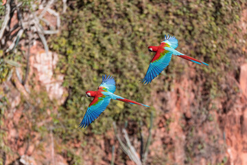 Flying Red-and-green macaw (Ara chloropterus), known as green-winged macaw, large, mostly-red macaw of genus Ara. Buraco das Araras, Mato Grosso do Sul. Brazil. Brazilian wildlife and birdwatching. © ArtushFoto