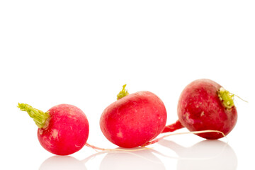 Fresh radish isolated on white background. macro.