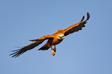 Black-collared hawk (Busarellus nigricollis), species of bird of prey in the family Accipitridae. Pocone, North Pantanal Mato Grosso, Brazil. Brazilian wildlife and birdwatching.