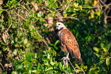 Black-collared hawk (Busarellus nigricollis), species of bird of prey in the family Accipitridae. Pocone, North Pantanal Mato Grosso, Brazil. Brazilian wildlife and birdwatching.