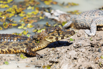 Baby of Yacare caiman (Caiman yacare), or jacare caiman or southern spectacled caiman Close up portrait in water. Pocone, North Pantanal, Mato Grosso, Brazil. Brazilian wildlife.