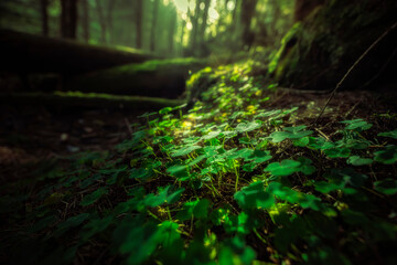 W leśnym cieniu mały świat