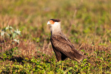 Crested caracara (Caracara plancus), bird of prey (raptor) in the falcon family, Falconidae. North Pantanal Mato Grosso, Brazil. Brazilian wildlife and birdwatching.
