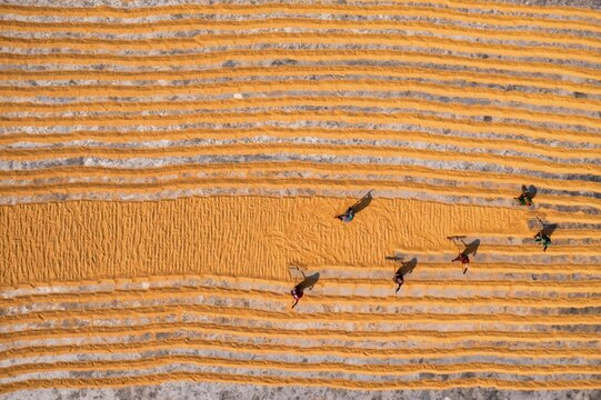 Aerial view of golden rows of grains drying under the sun, creating a textured landscape where people work diligently, Dhamrai, Dhaka Division, Bangladesh.