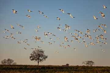 Massive flock of Cattle Egrets, Bubulcus ibis, takes flight above a reflective wetland near Bonito, Mato Grosso do Sul, Brazil, capturing the wild beauty of the Pantanal region at sunset