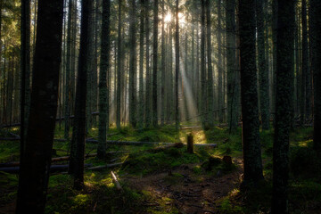 W leśnym cieniu,światło nadziei