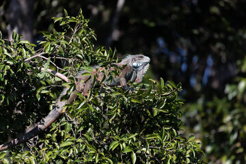 Green iguana (Iguana iguana), known as American iguana, large, arboreal, mostly herbivorous species of lizard of genus Iguana. North Pantanal Mato Grosso, Brazil. Brazilian wildlife and wilderness.