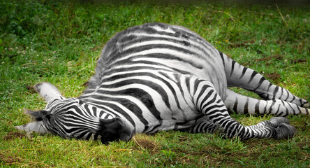 cebra durmiendo en el pasto en un dia soleado © Jimmy