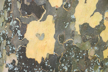 bark of a plane tree with a small heart shape