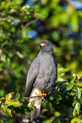 Male of Snail kite (Rostrhamus sociabilis), bird of prey within the family Accipitridae. Pocone, North Pantanal Mato Grosso, Brazil. Brazilian wildlife and birdwatching.