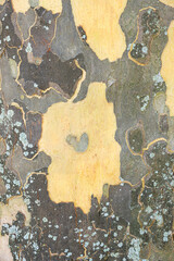bark of a plane tree with a small heart shape