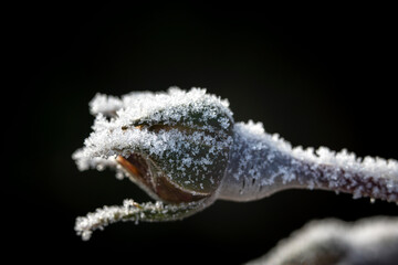 Zamarznięty mały świat