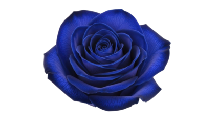 Isolated Deep Blue Rose Blossom on a Transparent Background PNG Image for Valentine's Day