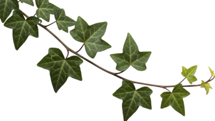 Green Ivy Vine Branch PNG Image on Transparent Background for Valentine's Day