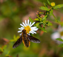 Hover Fly pollinating and eating