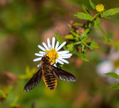 Hover Fly pollinating and eating - Powered by Adobe