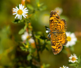 Moth eating nectar from white flowers © Lightecho