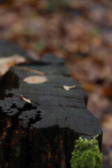 Wooden log covered in leaves sits in forest during autumn with blurred background showing fallen foliage and natural setting
