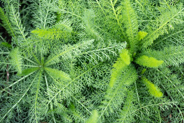 Yarrow leaves bunched together