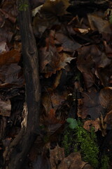 Leaves and branches on forest floor showing nature in autumn season during a cloudy day