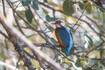 Kingfisher on a tree