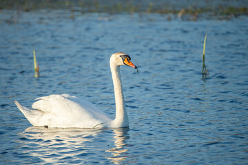Single mute swan, Cygnus olor, a graceful waterfowl bird swims in the sea. Nature photography taken in Sweden. Background with copy space and place for text.	