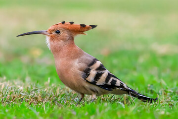 Hoopoe bird on grass
