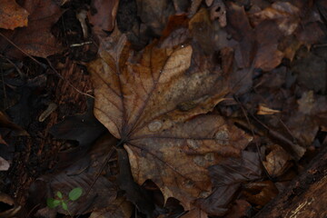 Fallen leaves cover the ground in a forest during the autumn season