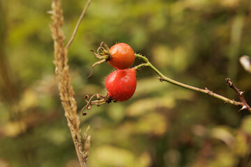 vista macro dei frutti rossi (cinorrodi) di Rosa canina, di giorno, su sfondo sfuocato, in un ambiente naturale