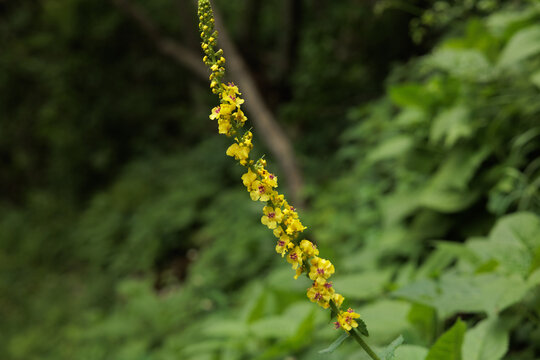 vista macro di una pianta di verbasco nero ( Verbascum nigrum), dai fiori gialli, in primo piano, di giorno, in un ambiente naturale di montagna