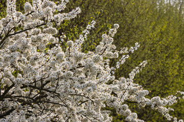 Schlehe in voller Bl&uuml;te.