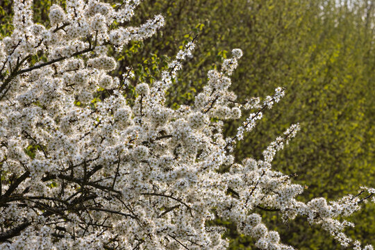 Schlehe in voller Bl&uuml;te.