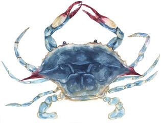 Watercolor hand painted Sea Blue Crab clipart, Animal Illustration