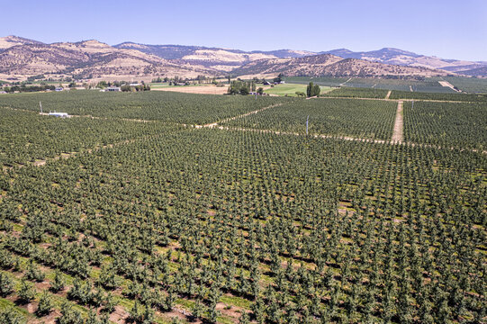 Aerial view of a vast orchard stretching towards distant hills under a bright sky, the repetitive patterns of trees creating a textured green carpet, Talent, Oregon, United States.