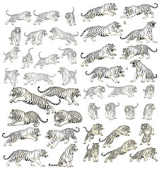 Obraz premium Tiger Variety: A curated collection of tiger illustrations showcases a dynamic range of poses, capturing the power, grace, and unique beauty of this magnificent creature.