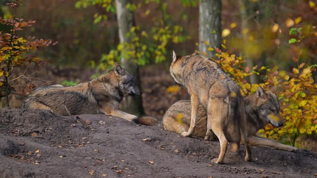 Ein Rudel W&ouml;lfe versammelt sich im herbstlichen Wald, Wolf (Canis lupus), Deutschland, Europa