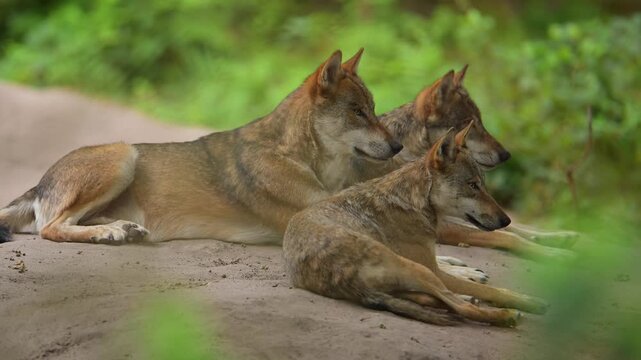 Ein Wolfsrudel ruht sich im Wald aus, Wolf (Canis lupus), Deutschland, Europa 