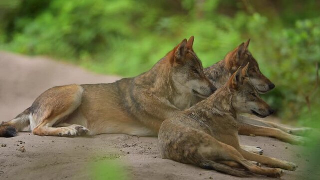 Ein Wolfsrudel ruht sich im Wald aus, Wolf (Canis lupus), Deutschland, Europa 