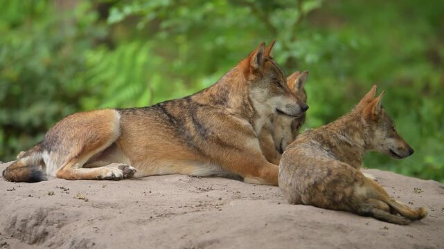 Ein Wolfsrudel ruht im Wald aus, Wolf (Canis lupus), Deutschland, Europa 