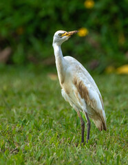 Cattle Egret (Bubulcus ibis) on Kauai, HI