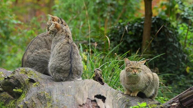 Gruppe von Katzen sitzt gemeinsam auf einem Baumstamm in einem gr&uuml;nen Wald, Europ&auml;ische Wildkatze (Felis silvestris), Sommer, Deutschland, Europa