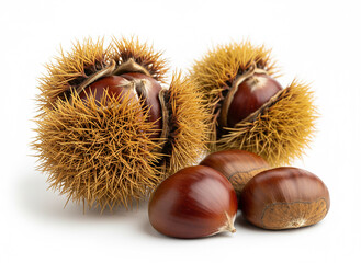 Ch&acirc;taignes fra&icirc;ches avec bogues &eacute;pineuses isol&eacute;es sur fond blanc en photographie culinaire et botanique