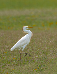 Cattle Egret (Bubulcus ibis) on Kauai, HI