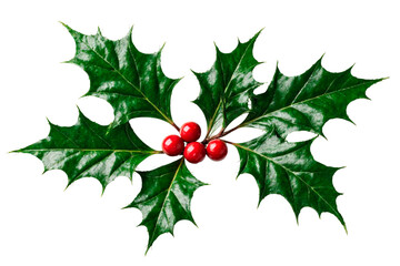 christmas holly and red ribbon